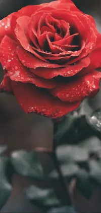 This live wallpaper portrays a desaturated, dreamy red rose with water droplets on it