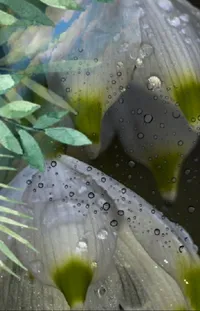 Flower Plant Water Live Wallpaper
