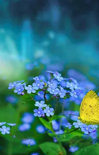 Flower Plant Water Forget Me Not Live Wallpaper