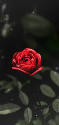 This Live Wallpaper features a single red rose with luscious green leaves set against a dark, smoky background