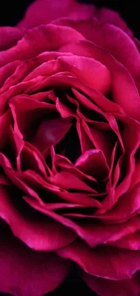 This live phone wallpaper features a stunning close-up of a vibrant red rose on a black background