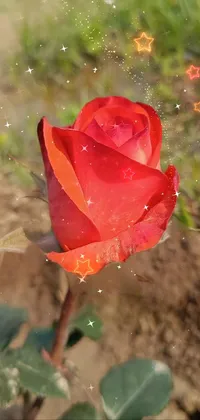 Bring nature's beauty to your phone with this stunning live wallpaper featuring a red rose resting on a luscious green field, creating the perfect romantic ambiance