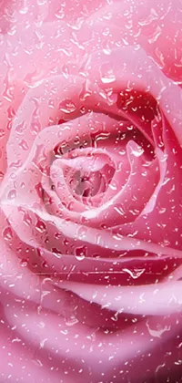 sad rose Live Wallpaper