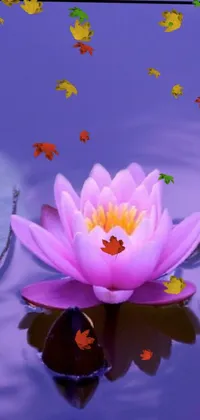 This pink flower live phone wallpaper is a stunning image of a serene atmosphere - a beautiful pink flower gently floating on top of a tranquil body of water