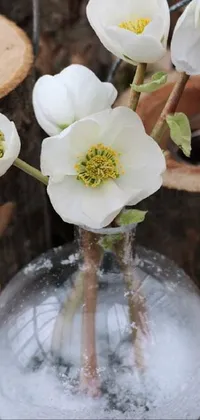 Flower Plant White Live Wallpaper