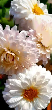 Transform your phone's home screen with our stunning live wallpaper featuring a close-up of beautiful white flowers in a pot