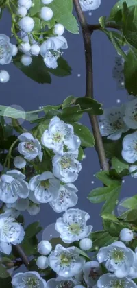 Decorate your phone with this stunning live wallpaper depicting a tree covered in beautiful white flowers
