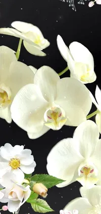 magical orchids  Live Wallpaper