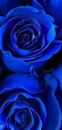 This phone live wallpaper showcases a close-up of vibrant blue roses set against a radiant glow