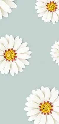 Decorate your phone with this delightful live wallpaper of white daisies on a soothing blue background