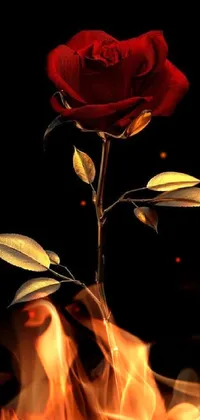 This phone live wallpaper displays a digital rendering of a red rose on a black background