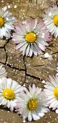 This phone live wallpaper features a heart made out of daisies on a tree stump surrounded by wooden jewelry and blooming flower fields