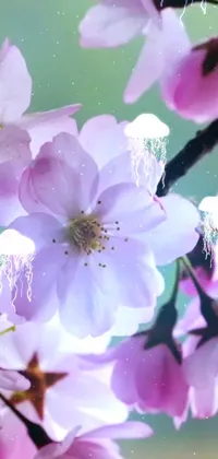 This phone live wallpaper features a beautiful and colorful close-up view of blooming flowers on a tree