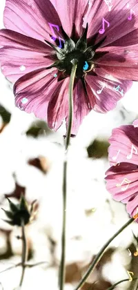flores lindas Live Wallpaper