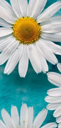 This beautiful live phone wallpaper features a serene scene of white flowers sitting atop a blue surface, surrounded by turquoise puddles and luscious chamomile plants