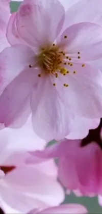 This phone live wallpaper features a stunning extreme close-up of pink flowers in bloom