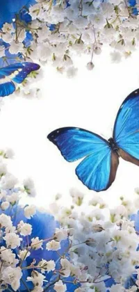 Decorate your phone screen with a gorgeous live wallpaper featuring a blue butterfly flying over white flowers