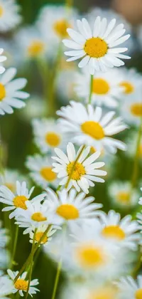Enjoy the beauty of nature on your phone with this live wallpaper featuring dazzling white flowers with sunny yellow centers