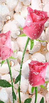 This lively phone wallpaper features a stunning pair of pink roses on a bed of stones