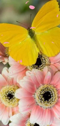 Flower Pollinator Arthropod Live Wallpaper