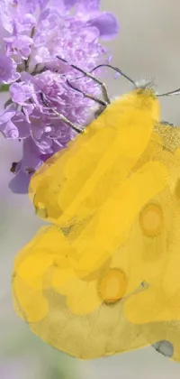 yellow butterfly Live Wallpaper