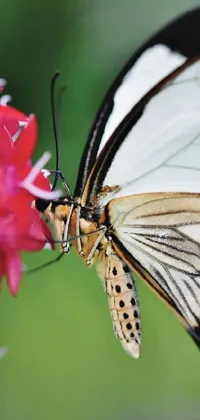 This phone live wallpaper showcases a magnificently detailed image of a butterfly resting on a blossom