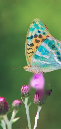clw_1653864252179 Live Wallpaper