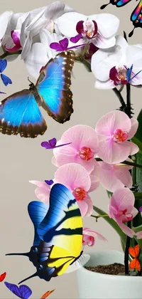 orchid afternoon Live Wallpaper