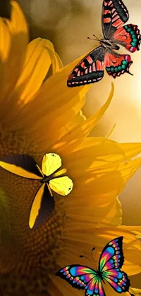 butterfly and sunflower Live Wallpaper