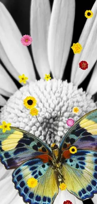 Flower Pollinator Photograph Live Wallpaper