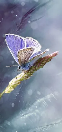 Flower Pollinator Plant Live Wallpaper