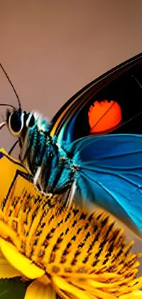 majestic butterfly  Live Wallpaper