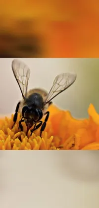 This phone live wallpaper showcases a charming bee perched atop a vibrant yellow flower set against an eye-catching orange background