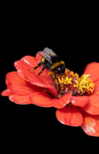 Flower Pollinator Plant Live Wallpaper