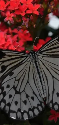 This live phone wallpaper features a striking image of a black and white butterfly resting on scarlet flowers