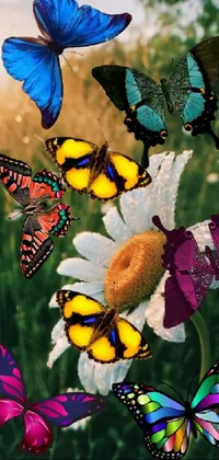 Flower Pollinator Plant Live Wallpaper