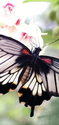 butterfly  Live Wallpaper