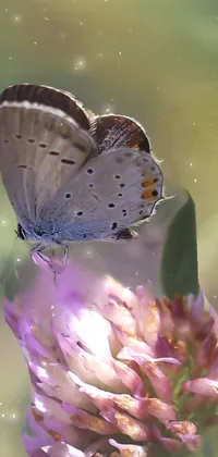 Flower Pollinator Plant Live Wallpaper