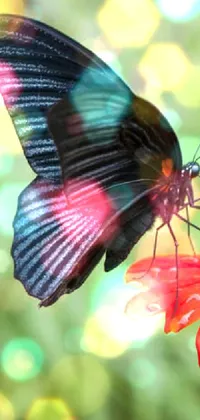 butterfly 🖤 Live Wallpaper
