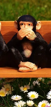 monkey Live Wallpaper