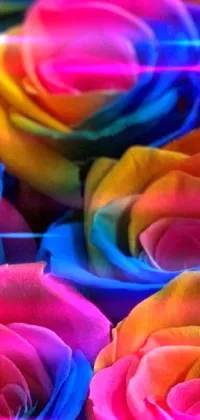 Flower Rainbow Rose Colorfulness Live Wallpaper