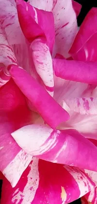 This phone live wallpaper showcases a stunning pink and white flower with vibrant pink hues and delicate rose petals