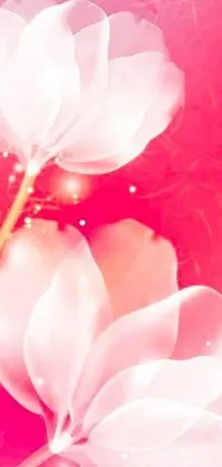Enhance your mobile device with a visually stunning live wallpaper featuring two delicate white flowers set against a pink and red color scheme