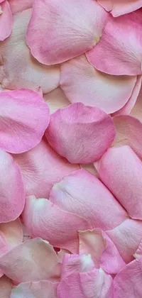 This phone live wallpaper showcases a stunning close-up of pink petals with a renaissance feel