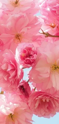 Add a touch of natural beauty to your phone screen with this live wallpaper! Featuring a stunning close-up shot of pink flowers, this wallpaper captures the essence of romance and vibrancy with giant cherry trees and delicate pink rosa petals