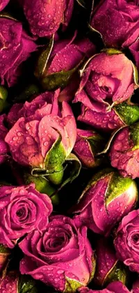 This beautiful mobile wallpaper features a close up of gorgeous pink roses