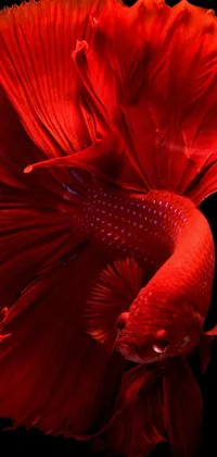 This stunning phone live wallpaper features a close-up image of a vibrant red betta fish set on a dark background