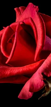 Flower Red Rose Live Wallpaper