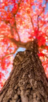 This live wallpaper features a majestic tree with red leaves against a blue sky, creating a stunning portrait