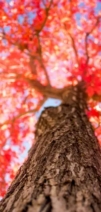 This live wallpaper features a stunning tall tree with red leaves set against a vibrant blue sky